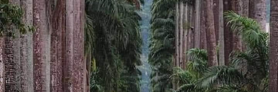 Rkzasafari's banner