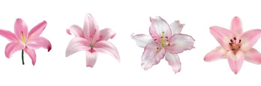 lily 🫧's banner