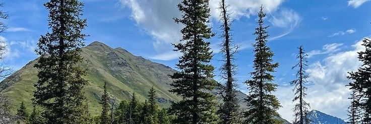 PeaceOfMind🌴🌿's banner