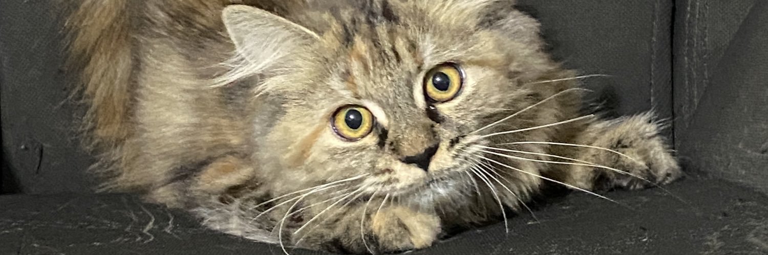 miaw ^•~•^'s banner