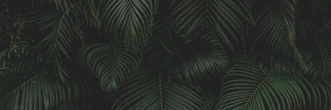 N A I P O N _🧸's banner