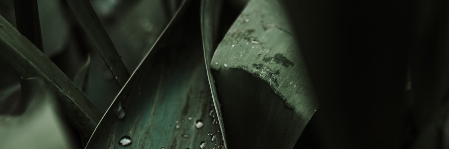 alex 🌿's banner