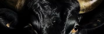 Dro's banner