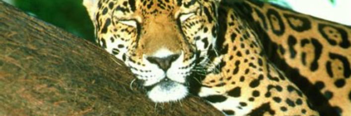 Prince J 🐈's banner