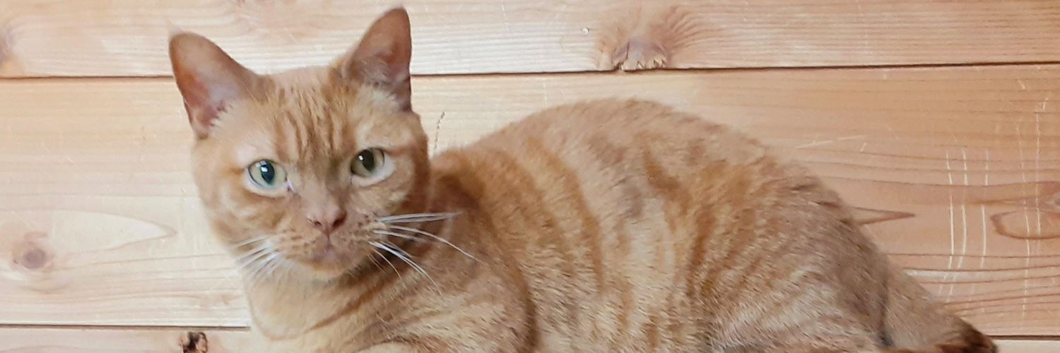猫カフェちぐら's banner