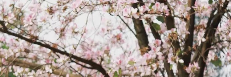 香蕉不呐呐's banner