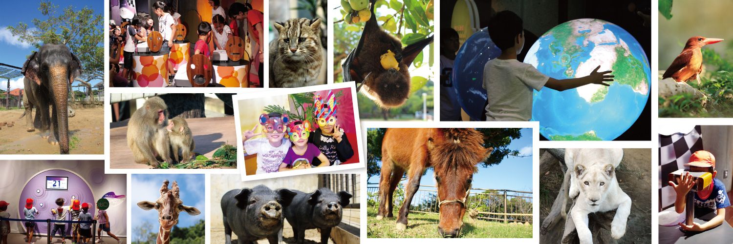 沖縄こどもの国 Okinawa Zoo & Museum(公式)'s banner