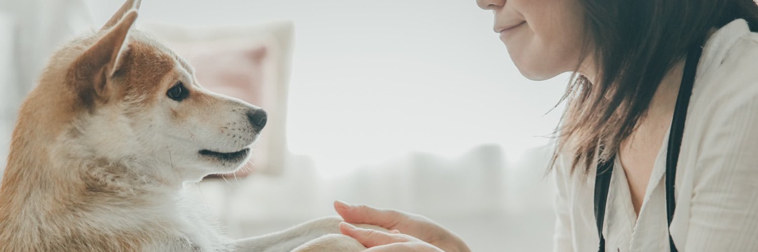 柴犬親子なな＆ゆめ🐾's banner
