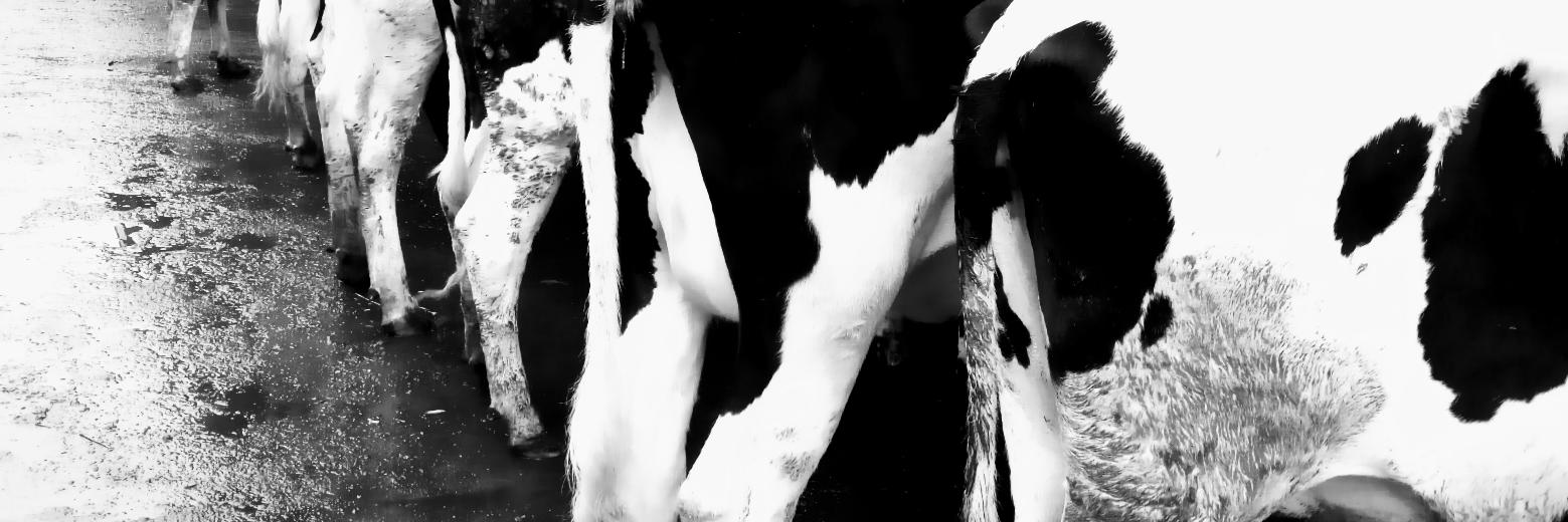 Cowgirl's banner