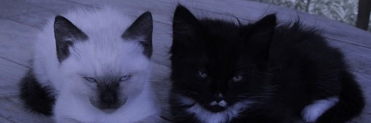 Annie🖤's banner