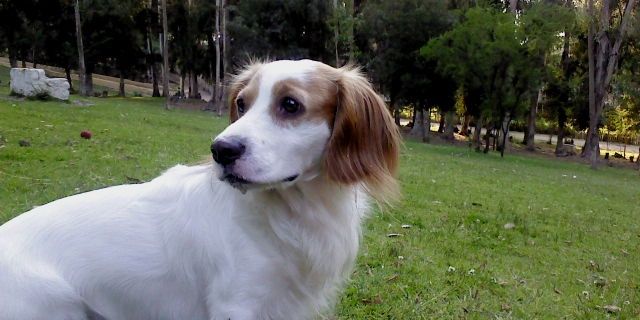 🐶🐹🐼❤TODOS !!!'s banner