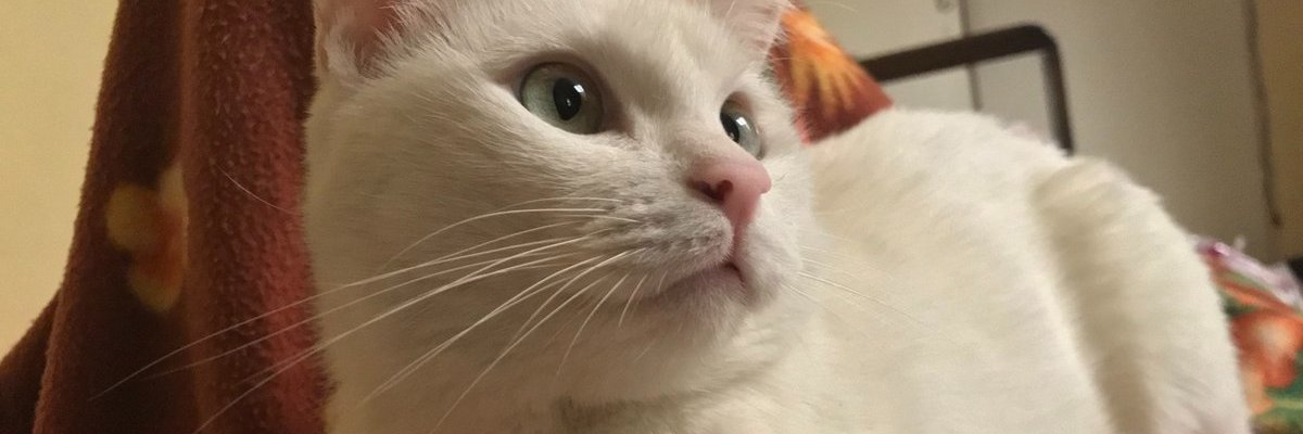 Clarence 🇮🇷 بابای پنبه خانوم 🐾's banner