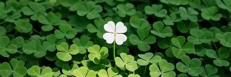 🍀La Mery🍀's banner