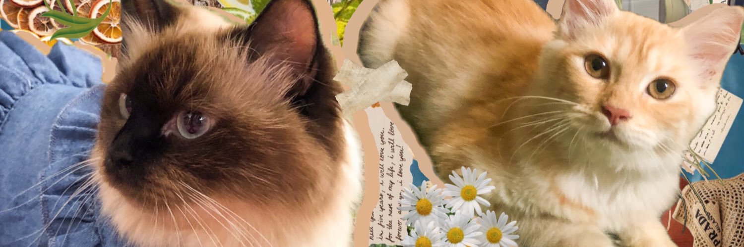 Ralfh (SpicyBoi)'s banner