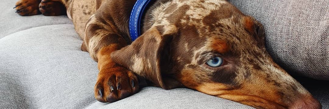 Dachshund Bonus's banner