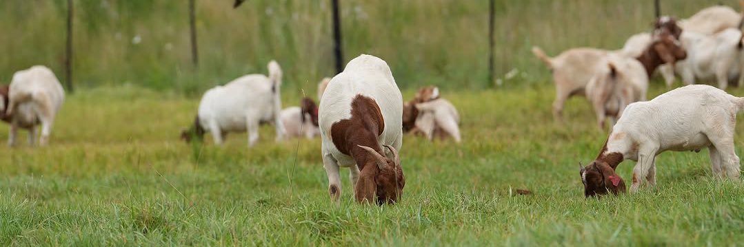 Ngaruye Farm🐄🐐🌽🌾🇺🇬's banner