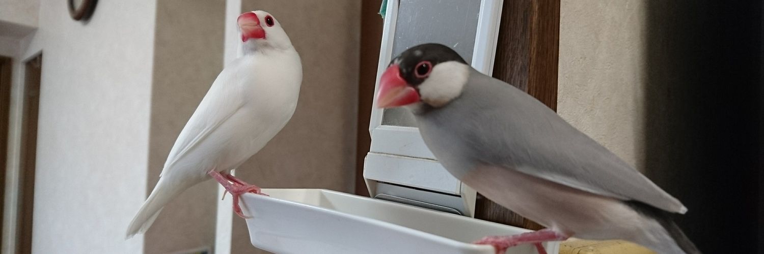 まる🐤ハル🐤🐤🐤🐤..🐤's banner