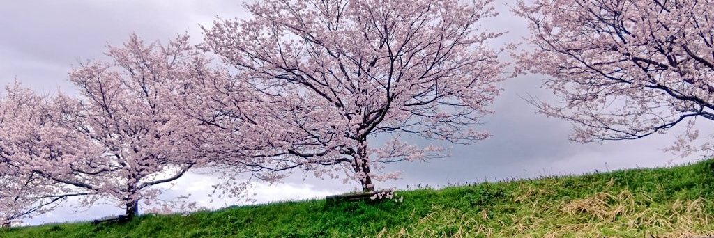 はたのつばさ(元衆議院議員)'s banner