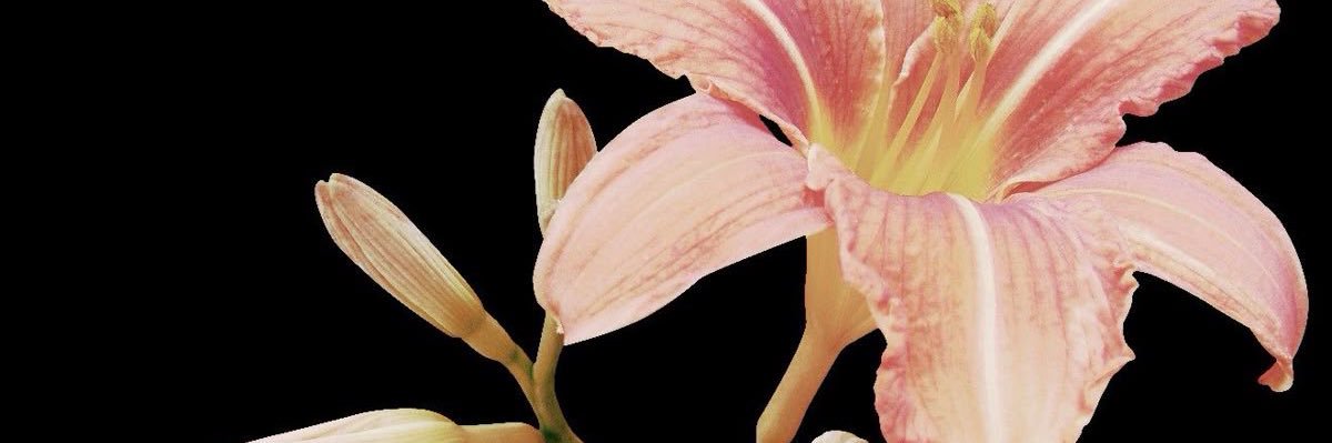 Aurelia V's banner