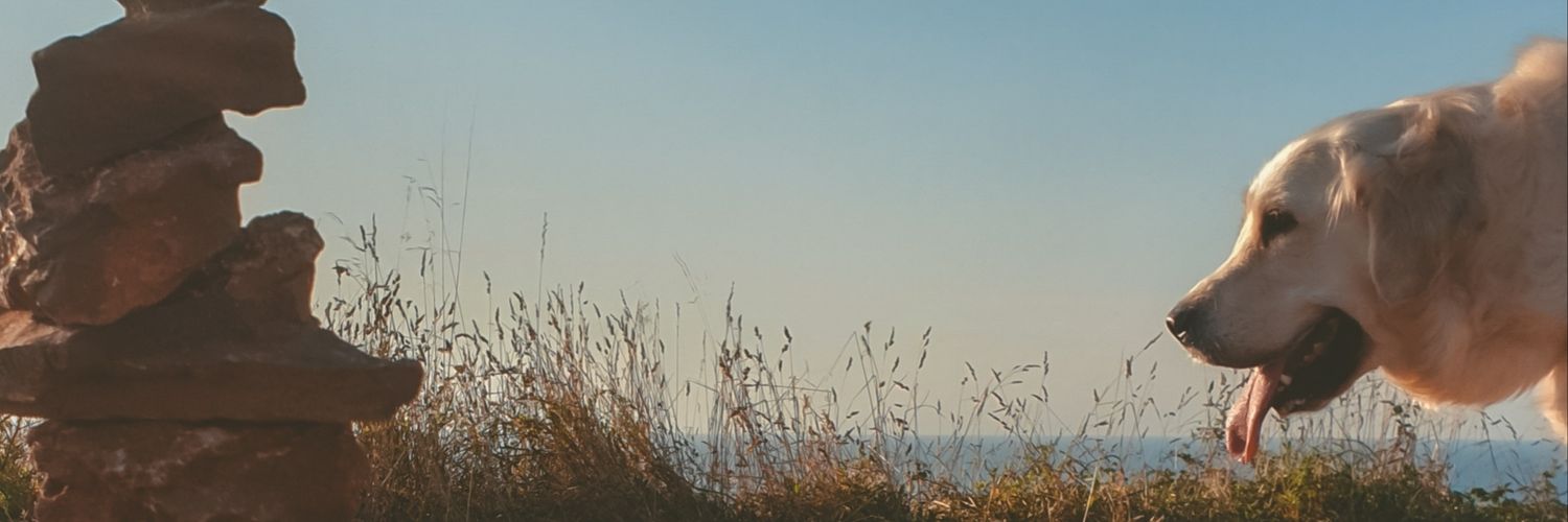Ibai's banner