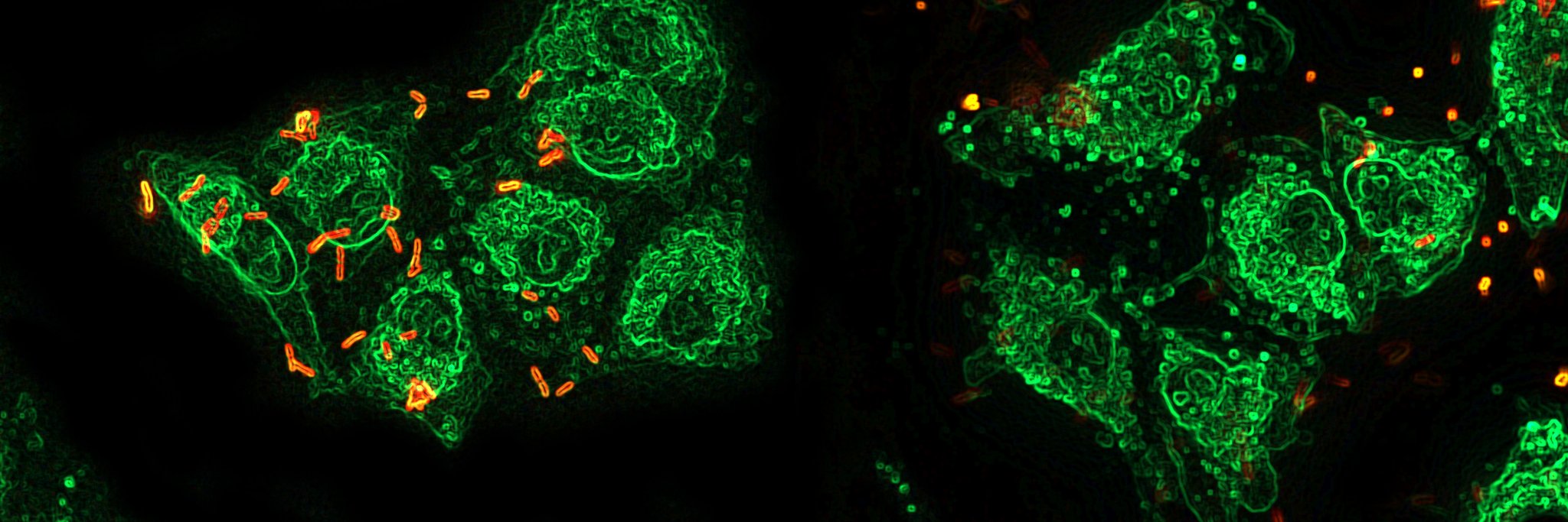 Jenal_lab's banner