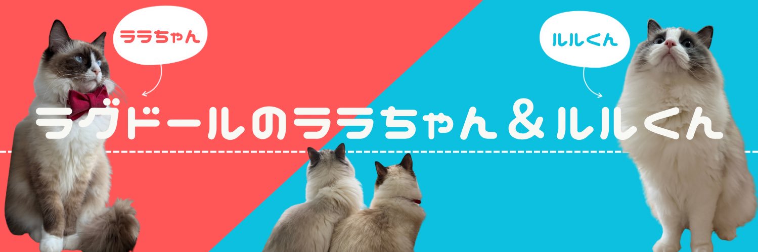 ラグドールのララちゃん&ルルくん's banner