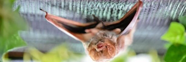 Pennsylvania Bat Conservation and Rehabilitation's banner