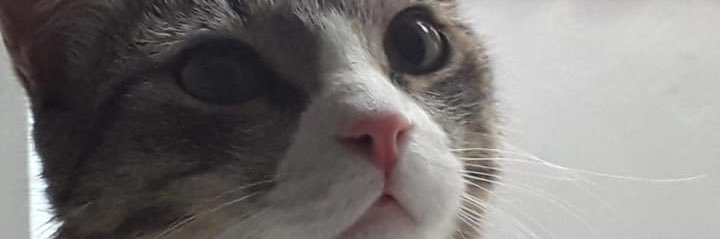 𝕬𝖓𝖉𝖗𝖊𝖘 𝕬.'s banner