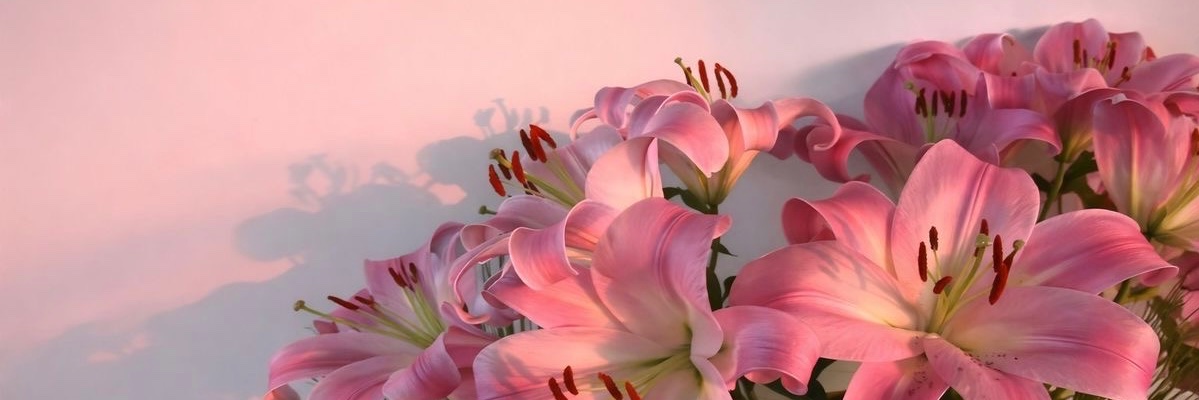Şeyda🌸's banner
