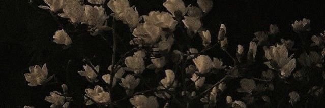 lil ❤️‍🔥's banner
