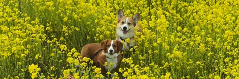 ほしこめ🐶's banner
