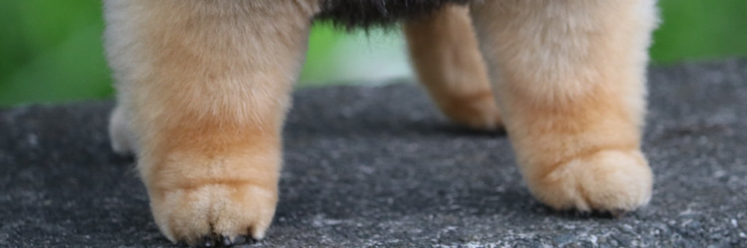たろ吉(メスのポメ)の飼い主's banner