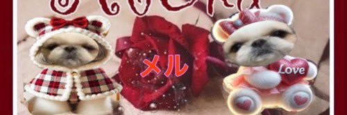 めるとりんのはは🐶's banner