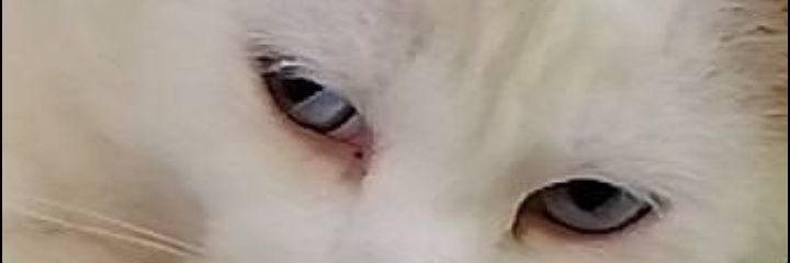 ใต้เต็นท์ราชินี 🏳️‍🌈's banner
