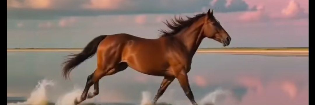🐎مهره 👑's banner