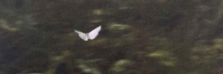 julita's banner