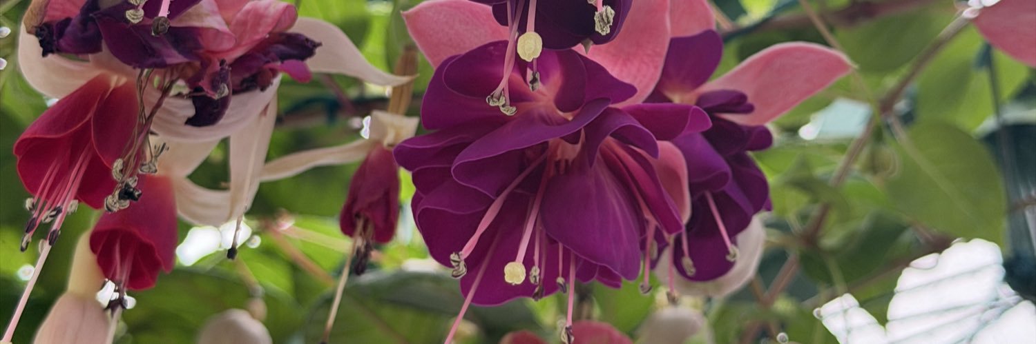 Sarah Calanthe's banner