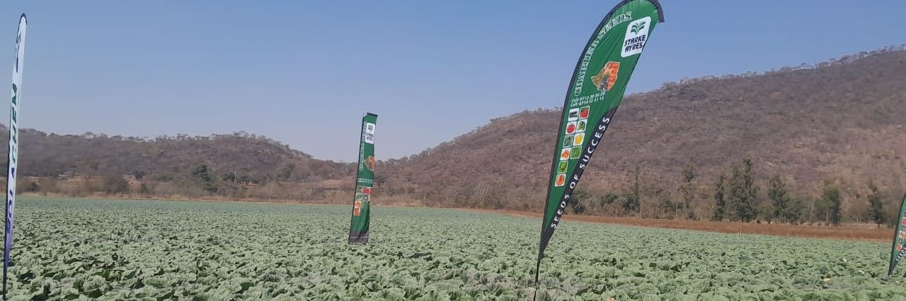 Divah Phiri's banner
