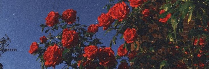 𝕋𝔼𝔾𝔸™ 🌍's banner