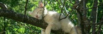 ✿Bassma✿'s banner
