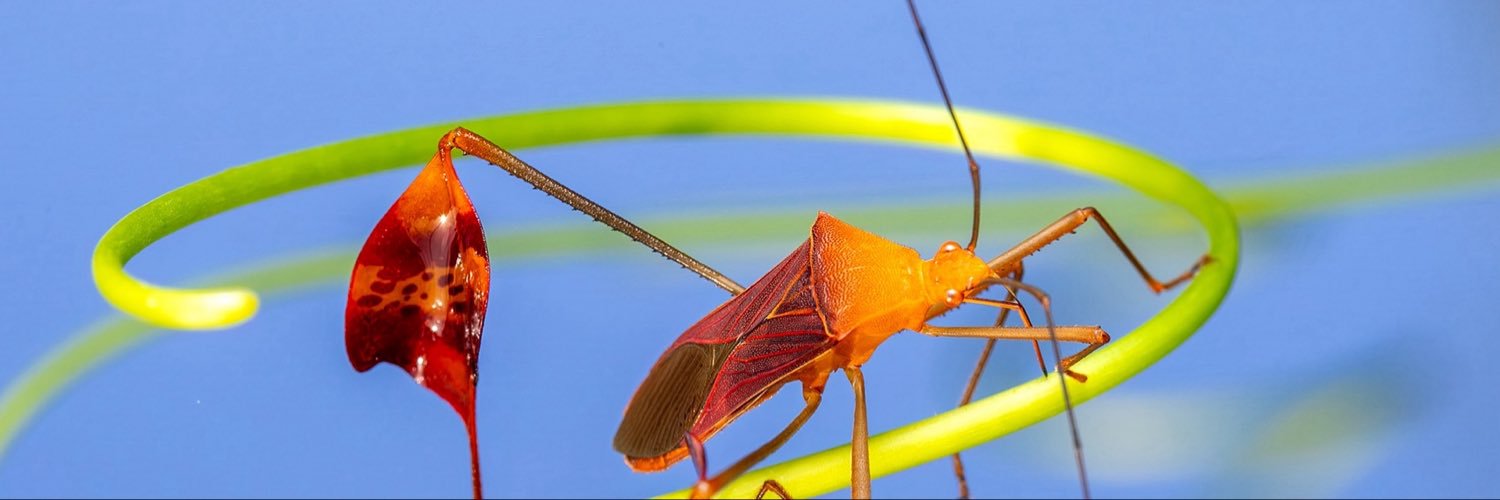Bug's banner