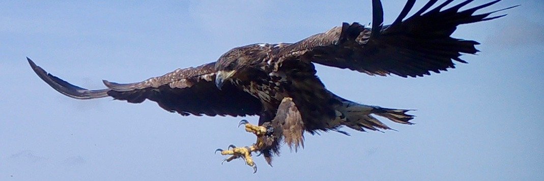 Uist Sea Eagles's banner