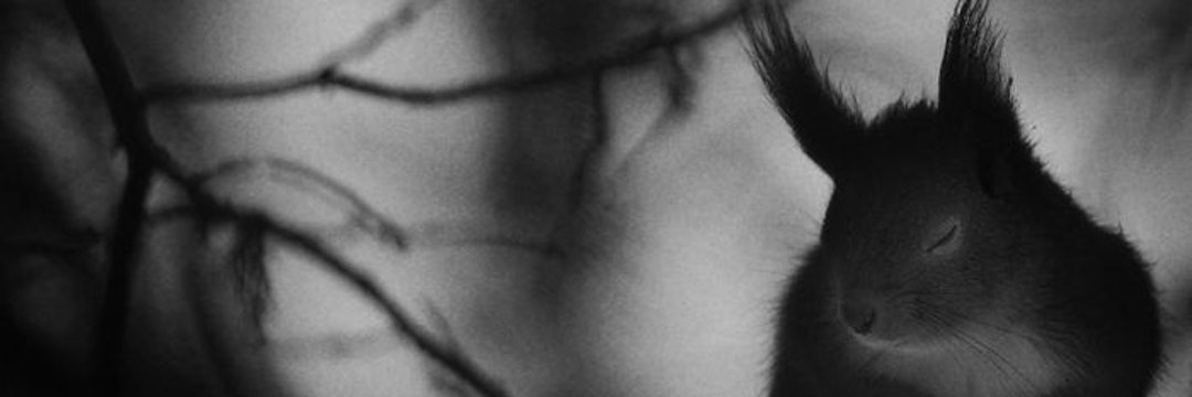 |чернобелочка|'s banner