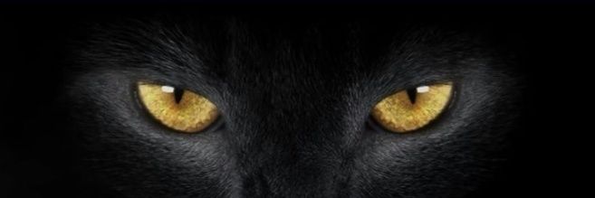 ( ll ᴶ วดำ🐈‍⬛🐾) ᴸᴷ's banner