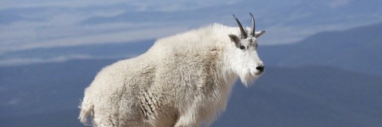 goodeguy's banner