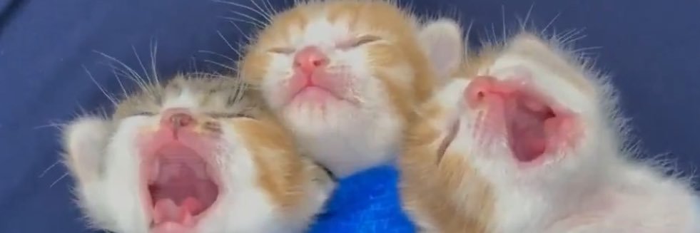 Antidepressant Cats's banner