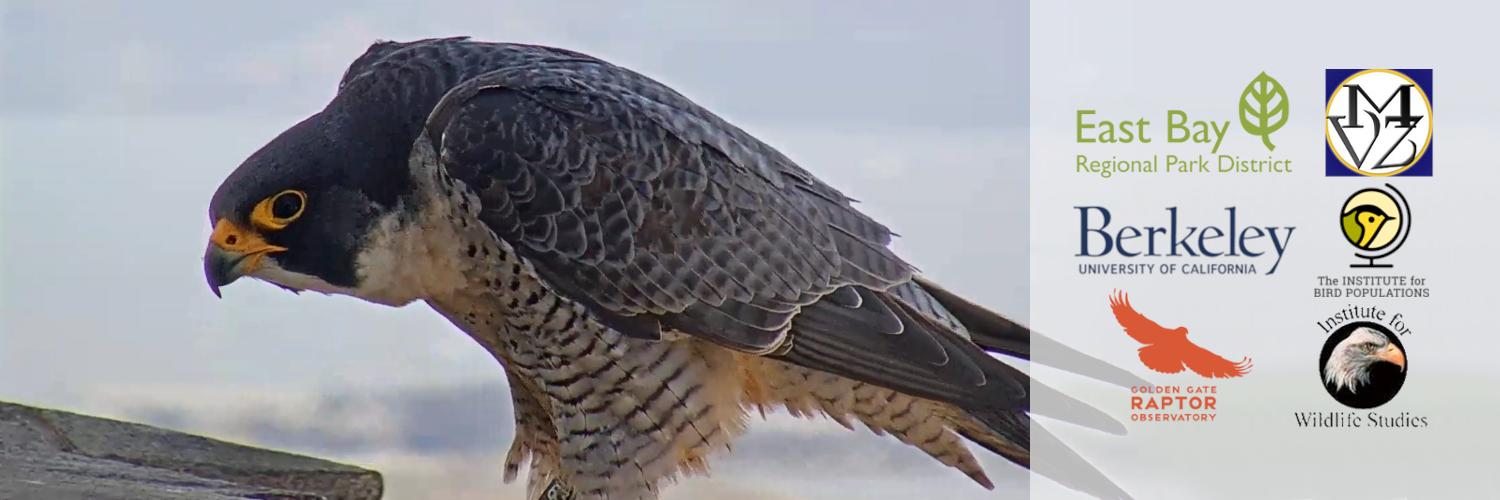CalFalconCam's banner
