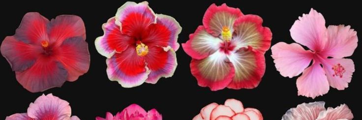 🌺 Carolina 🌺's banner