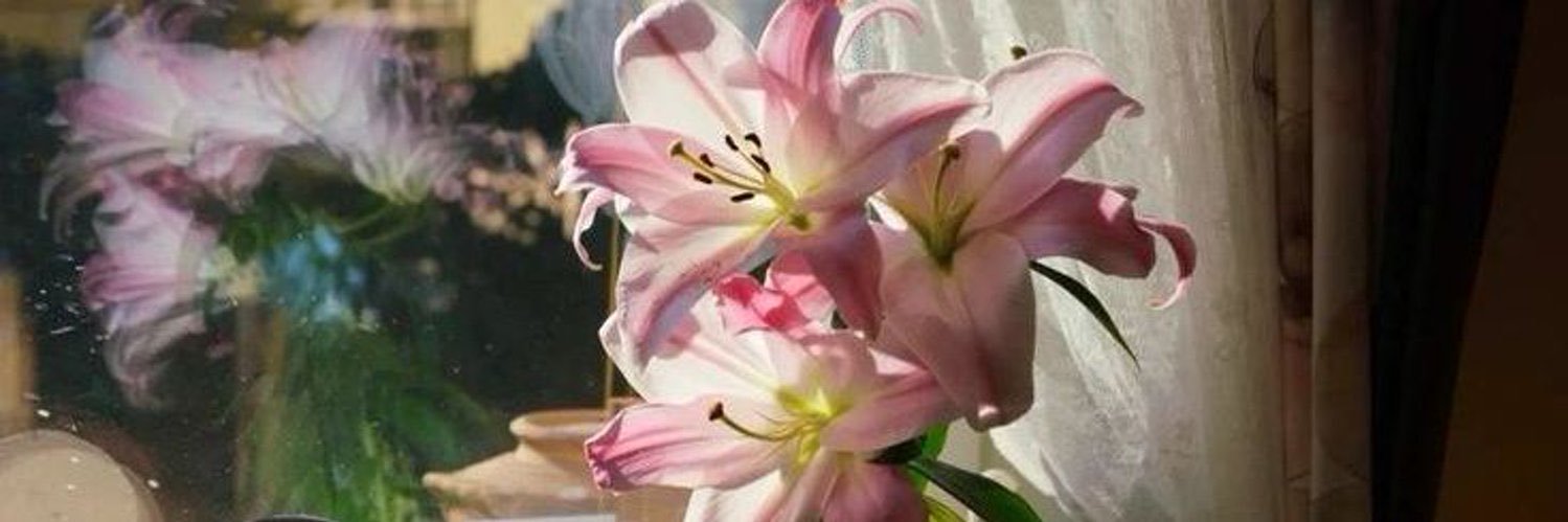 sienna ˚⊱🪷⊰˚'s banner