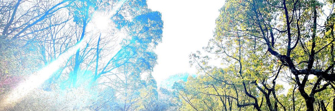 とーとくう《トト》🕊's banner